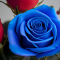 A Blue Rose Case image