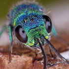 chrysis_ignita thumbnail