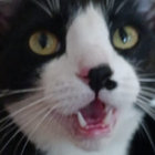 wilkisthon thumbnail
