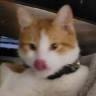 eliktrik thumbnail