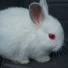 Rabbit thumbnail
