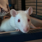 Maddox thumbnail