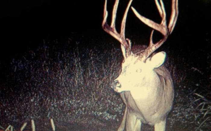 deer death — Photo