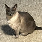 I Have a Special Plan For This World Current 93