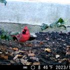 Cardinal Misdirection thumbnail