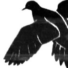 Texas Archives thumbnail