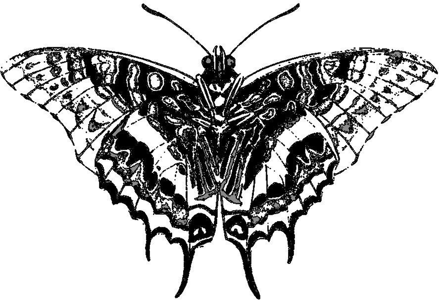Affection Slake Moths 0034719845 10