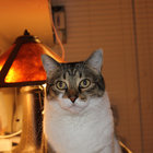 Pawsouth thumbnail