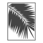 Palmera Blanca Radio thumbnail