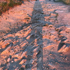 hazelbowden thumbnail