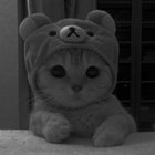 0000021 thumbnail