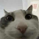 Enstrayed thumbnail
