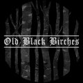 Old Black Birches image