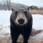 gothsloths thumbnail