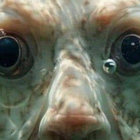 ndbndb thumbnail