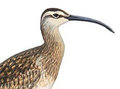 The Whimbrels image