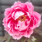 Collette thumbnail