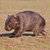 wombat347 thumbnail