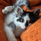 julie furlong thumbnail