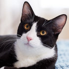 kittygaycat thumbnail