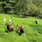 goatrancher thumbnail
