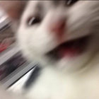 aussieaus thumbnail