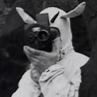 cold koko thumbnail