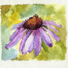 perspicacious_esthete thumbnail