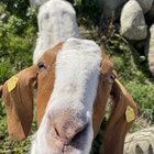 dobby0 thumbnail