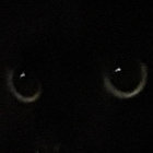 catharina_bee thumbnail
