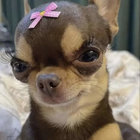 fluffykitty92 thumbnail