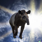schwein thumbnail