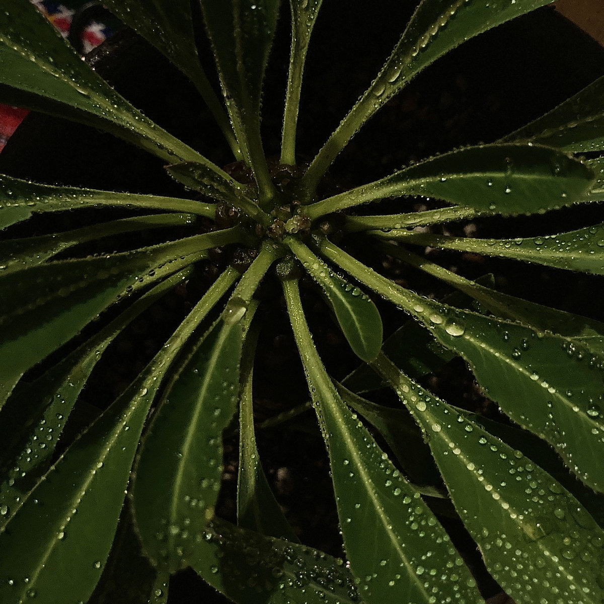 Forest on Leaf | minote