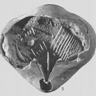 Éliott G. thumbnail