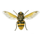 lelofante thumbnail