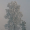 Vinterskogen image