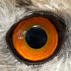 phillelliott thumbnail