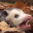 scape thumbnail