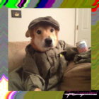 a-diss-fan thumbnail