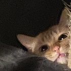 Madcat101 thumbnail