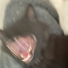 waitejack thumbnail