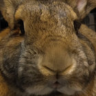 bunerin thumbnail