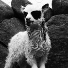 rhubarbhead thumbnail