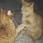 meowstoomuch thumbnail