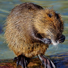 nutria thumbnail