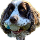 David Plater thumbnail