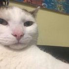 profpig thumbnail