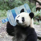 Panda thumbnail