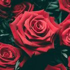 rose-tea thumbnail