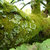 A moss or perhaps some sort of Lichen thumbnail